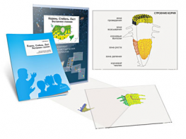 Комплект кодотранспарантов "Корень. Стебель. Лист (Внутреннее строение)" - fgospostavki.ru - Апрелевка