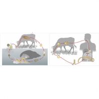 Модель-аппликация Цикл развития бычьего цепня и печеночного сосальщика - fgospostavki.ru - Апрелевка