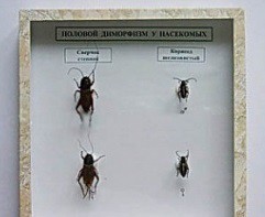 Коллекция энтомологическая "Половой диморфизм" - fgospostavki.ru - Апрелевка