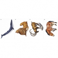 Модель-аппликация Многообразие хордовых. Млекопитающие - fgospostavki.ru - Апрелевка