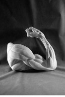 Рука согнутая в локте (гипс) - fgospostavki.ru - Апрелевка