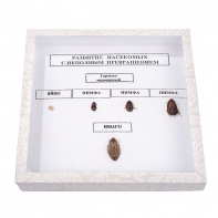 Коллекция "Развитие насекомых с неполным превращением" - fgospostavki.ru - Апрелевка