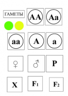 Модель-аппликация Моногибридное скрещивание и  его цитологические основы - fgospostavki.ru - Апрелевка