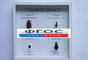 Коллекция "Семейство жуков" - fgospostavki.ru - Апрелевка