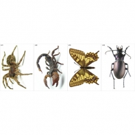 Модель-аппликация Многообразие беспозвоночных - fgospostavki.ru - Апрелевка