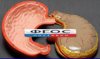 Модель "Желудок" - fgospostavki.ru - Апрелевка