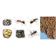 Модель-аппликация Муравьи. Устройство муравейника - fgospostavki.ru - Апрелевка