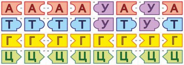 Модель-аппликация Удвоение ДНК и транскрипция РНК - fgospostavki.ru - Апрелевка