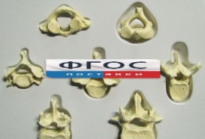 Модель "Позвонки" (из 7 штук) - fgospostavki.ru - Апрелевка