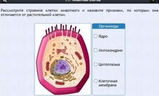 Интерактивные курсы. Биология 8 класс. Базовый - fgospostavki.ru - Апрелевка