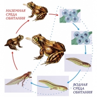 Модель-аппликация Цикл развития лягушки - fgospostavki.ru - Апрелевка