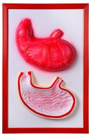 Барельефная модель "Желудок" - fgospostavki.ru - Апрелевка
