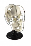 Кости черепа человека смонтированные - fgospostavki.ru - Апрелевка