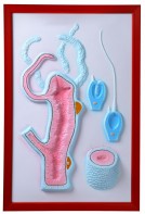 Барельефная модель "Строение гидры" - fgospostavki.ru - Апрелевка