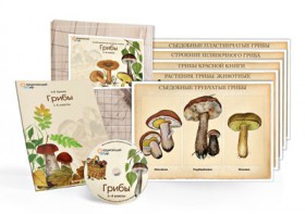 Комбинированное наглядное пособие  «Грибы» - fgospostavki.ru - Апрелевка