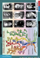 Комплект таблиц. Биология. Введение в экологию. - fgospostavki.ru - Апрелевка