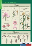 Комплект таблиц. Биология 6 класс. Растения, грибы, лишайники - fgospostavki.ru - Апрелевка