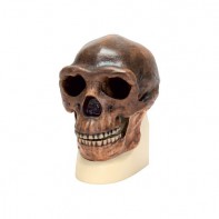 Модель черепа синантропа - fgospostavki.ru - Апрелевка