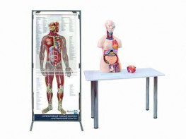 Интерактивный учебный комплекс "Анатомический атлас 3D" - fgospostavki.ru - Апрелевка
