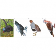Модель-аппликация Многообразие хордовых. Птицы  - fgospostavki.ru - Апрелевка
