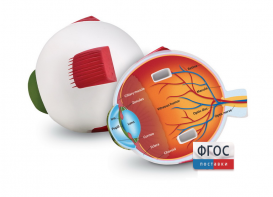 Модель глаза человека (анатомическая) - fgospostavki.ru - Апрелевка