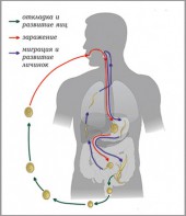 Модель-аппликация Цикл развития аскариды - fgospostavki.ru - Апрелевка