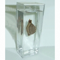 Влажный препарат "Виноградная улитка"	 - fgospostavki.ru - Апрелевка