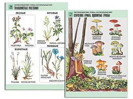 Комплект таблиц "Окружающий мир. Грибы. Растительный мир" (12 таблиц, А1, ламинированные) - fgospostavki.ru - Апрелевка
