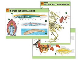 Комплект таблиц по биологии демонстрационных "Зоология 2" (16 таблиц, формат А1, ламинированные) - fgospostavki.ru - Апрелевка
