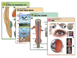 Комплект таблиц по всему курсу биологии (120 штук, формат А1, полноцветные, ламинированные) - fgospostavki.ru - Апрелевка