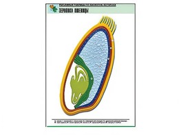 Рельефная таблица "Зерновка пшеницы" (формат А1, матовое ламинирование) - fgospostavki.ru - Апрелевка
