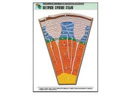Рельефная таблица "Клеточное строение стебля" (формат А1, матовое ламинирование) - fgospostavki.ru - Апрелевка