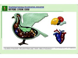 Рельефная таблица "Внутреннее строение голубя" (формат А1, матовое ламинирование) - fgospostavki.ru - Апрелевка