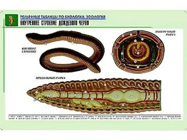 Рельефная таблица "Внутреннее строение дождевого червя" (формат А1, матовое ламинирование) - fgospostavki.ru - Апрелевка