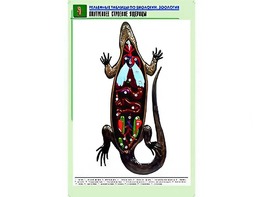 Рельефная таблица "Внутреннее строение ящерицы" (формат А1, матовое ламинирование) - fgospostavki.ru - Апрелевка