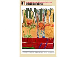 Рельефная таблица "Ворсинка кишечная с сосудом" (формат А1, матовое ламинирование) - fgospostavki.ru - Апрелевка