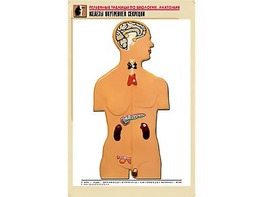 Рельефная таблица "Железы внутренней секреции" (формат А1, матовое ламинирование) - fgospostavki.ru - Апрелевка