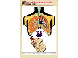Рельефная таблица "Строение легких" (формат А1, матовое ламинирование) - fgospostavki.ru - Апрелевка