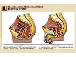 Рельефная таблица "Таз мужской и женский" (формат А1, матовое ламинирование) - fgospostavki.ru - Апрелевка
