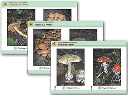 Комплект таблиц раздаточных "Грибы съедобные и несъедобные" (цветные, ламинированные, А4, 8 штук) - fgospostavki.ru - Апрелевка