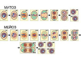 Модель-аппликация "Деление клетки. Митоз и мейоз" (ламинированная) - fgospostavki.ru - Апрелевка