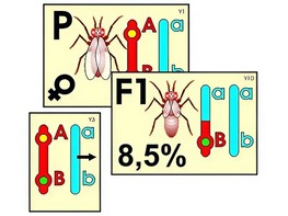 Модель-аппликация "Перекрест хромосом" (ламинированная) - fgospostavki.ru - Апрелевка