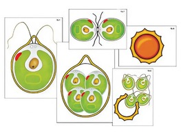 Модель-аппликация "Размножение одноклеточной водоросли" (ламинированная) - fgospostavki.ru - Апрелевка