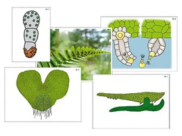 Модель-аппликация "Размножение папоротника" (ламинированная) - fgospostavki.ru - Апрелевка