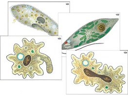 Модель-аппликация "Строение и разнообразие простейших" (ламинированная) - fgospostavki.ru - Апрелевка