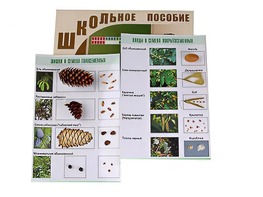 Коллекция "Шишки, плоды, семена деревьев и кустарников" - fgospostavki.ru - Апрелевка