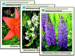 Гербарий фотографический "Основные группы растений" - fgospostavki.ru - Апрелевка