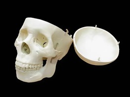 Модель "Череп человека" - fgospostavki.ru - Апрелевка