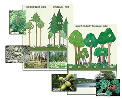 Гербарий фотографический "Растительные сообщества. Лес" (раздаточный) - fgospostavki.ru - Апрелевка
