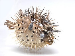 Сухой препарат "Еж-рыба морская" - fgospostavki.ru - Апрелевка